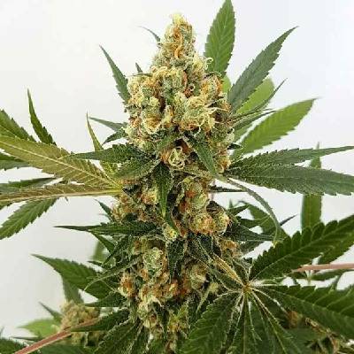 Freedom Of Seeds Big Domina AUTO semena neobsahují THC 3 ks