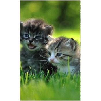 DIMEX ART s. r. o Флизелинов фототапет котенца 150 x 250 см