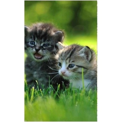 DIMEX ART Флизелинов фототапет котенца 150 x 250 см