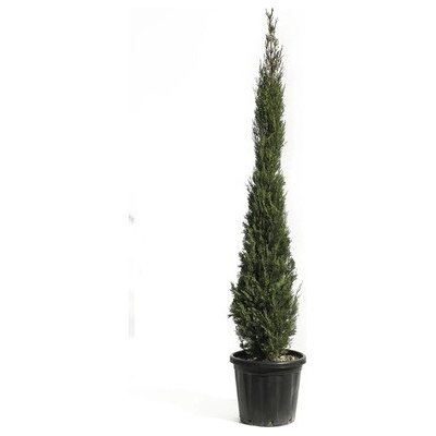 Cyprus vždyzelený FloraSelf Cupressus sempervirens 'Pyramidalis' 175-200 cm kvetináč 25 l