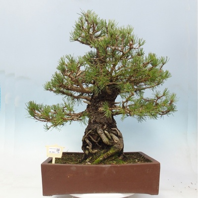 e-bonsai Venkovní bonsai - Pinus sylvestris - Borovice lesní