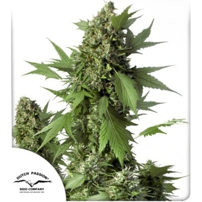 Dutch Passion AUTO Duck semena neobsahují THC 100 ks