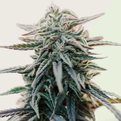 Kera Seeds White Widow AUTO semena neobsahují THC 5 ks