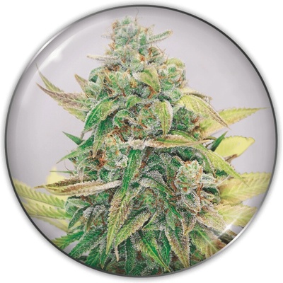 Medical Seeds Co. Strawberry Cake CBD semienka neobsahujú THC 3 ks