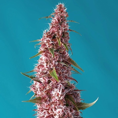 Sweet Seeds Red Pure AUTO CBD semena neobsahují THC 3 ks