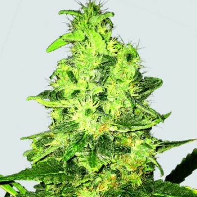 Nirvana Super Skunk regular semienka neobsahujú THC 10 ks