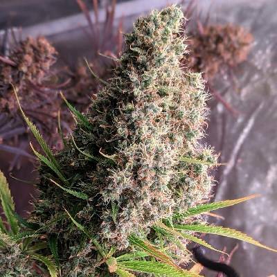 Ace Seeds Golden Tiger semena neobsahují THC 3 ks