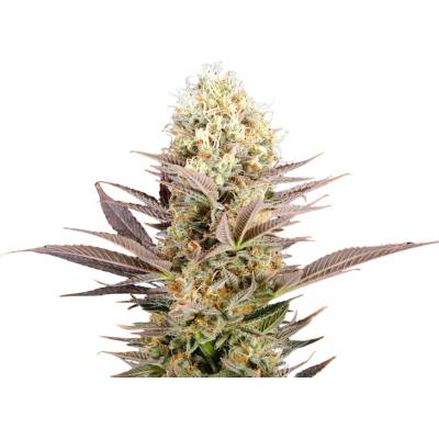 Kannabia Seeds La Reina De Africa (Kaboom) semena neobsahují THC 3 ks