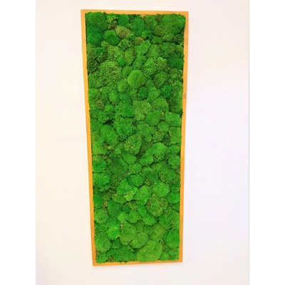 Machový obraz- kopčekový mach 100cm x 50cm