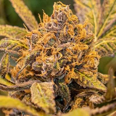High Speed Buds High Voltage Fast semena neobsahují THC 5 ks