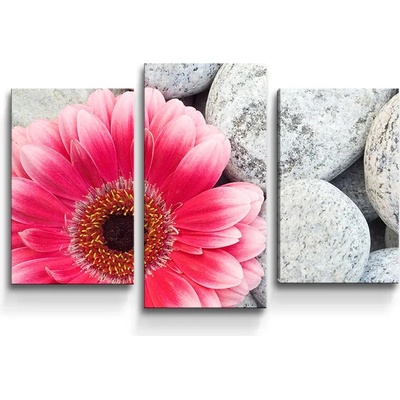 Sablio Obraz - 3-dílný Gerbera na kameňoch - 75x50 cm