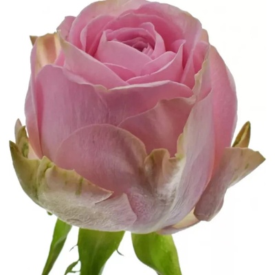 Růžová růže HEIDI! 50cm (XXL)