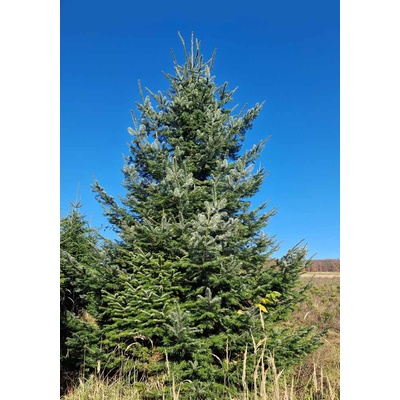 Stromkyonline.cz Živý řezaný vánoční stromek Jedle obrovská 301 350 cm – Hledejceny.cz