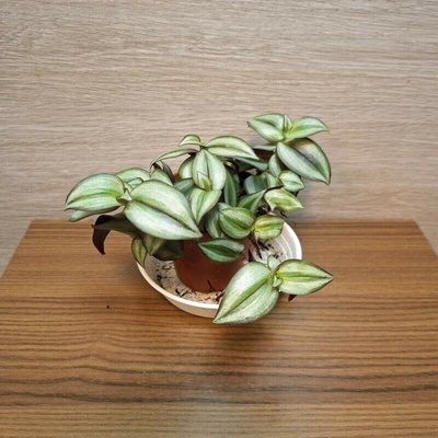 Tradescantia Zebrina