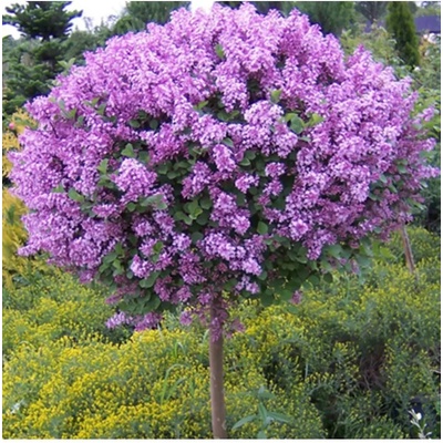 Syringa meyeri 'Palibin' km.100cm C18L