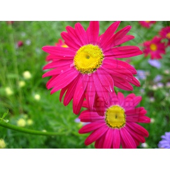 Image 1 of Семена от Пиретрум 10 гр / ± 3500 бр (394240)