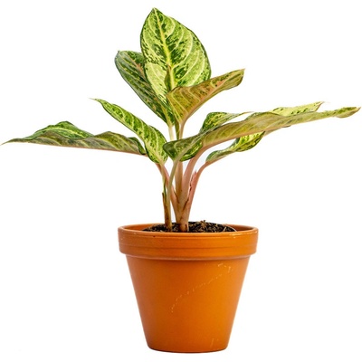 Gardners Aglaonema Eyecatcher, průměr 12 cm Aglaonema, Spící panna
