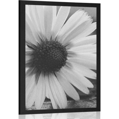 Plakát nádherná sedmikráska v černobílém provedení - 60x90 no frame