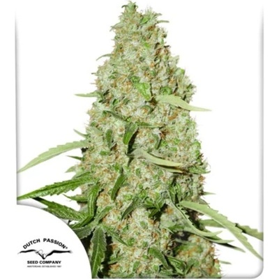 Dutch Passion Think Fast semena neobsahují THC 10 ks