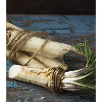 Sedliacky chren - Armoracia rusticana - koreňový rez na sadenie - 1 ks