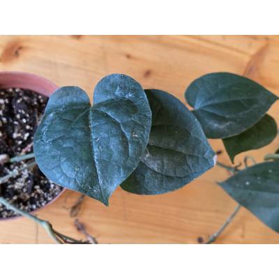 PlanBros flower Piper nigrum
