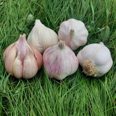 Sadbový česnek Matinka Allium sativum nepaličák cibule česneku 1 balení