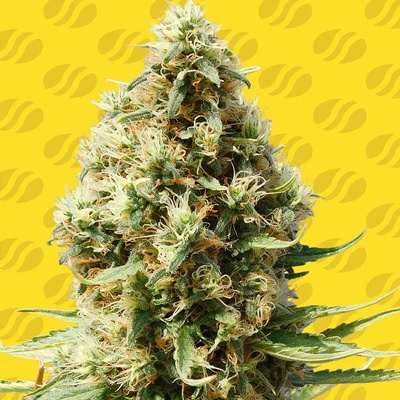 Original Sensible Seeds Frosted Guava Auto semienka neobsahujú THC 10 ks