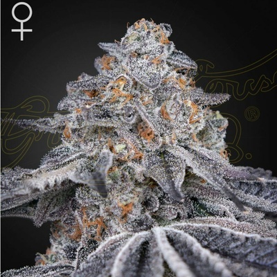 Green House Seeds Velvet Moon semena neobsahují THC 5 ks