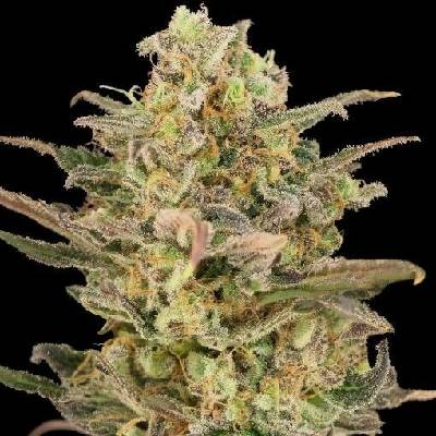 Advanced Seeds Somango Glue semena neobsahují THC 5 ks