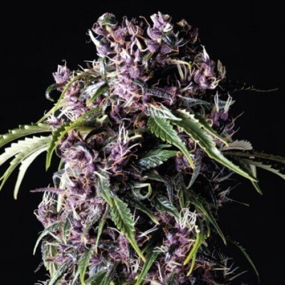 Pyramid Seeds Purple semienka neobsahujú THC 50 ks