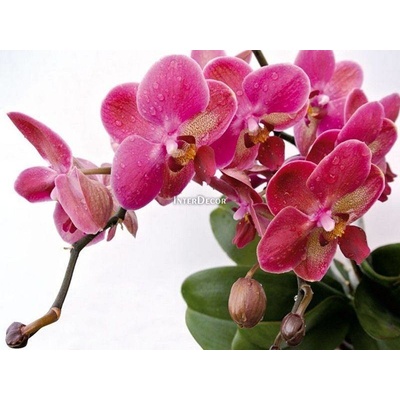 Červená orchidej 1 deska 100x70