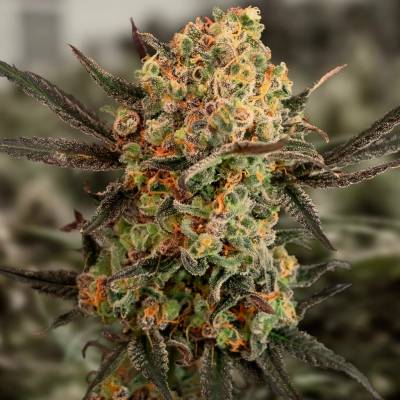 High Speed Buds Gorilla Cookies AUTO semena neobsahují THC 3 ks
