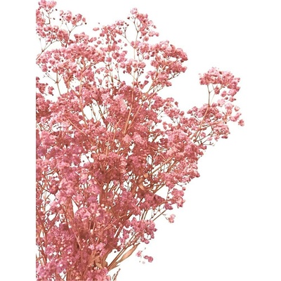 Nevěstin závoj/stabilizovaná Gypsophila svazek/kytice RŮŽOVÁ 50g