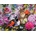 SunsOut - Puzzle Nest of Flowers - 1 000 piese