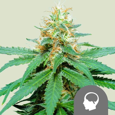 Royal Queen Seeds Amnesia Haze regular semienka neobsahujú THC 25 ks