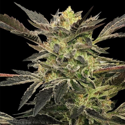 Silent Seeds Pink Sunset AUTO semena neobsahují THC 3 ks