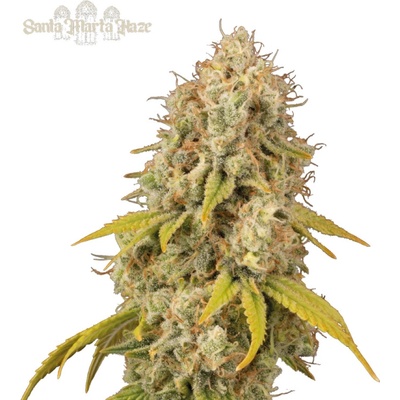 Seedstockers Superior Santa Marta Haze semena neobsahují THC 1 ks