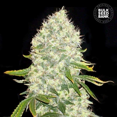 Bulk Seed Bank White Widow semena neobsahují THC 10 ks