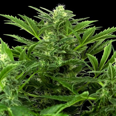 Sensi Seeds Research Mandarin Punch Automatic semienka neobsahujú THC 1 ks