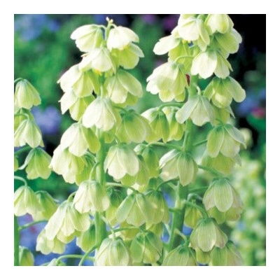 Řebčík perský bílý Fritillaria persica cibule řebčíků 1 ks