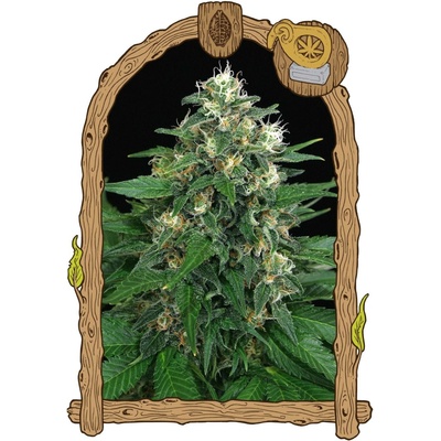 Exotic Seeds Exotic Thai semena neobsahují THC 3 ks