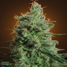 Paradise Seeds Delahaze semena neobsahují THC 10 ks