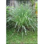  Лимонова трева (Cymbopogon flexuosus)