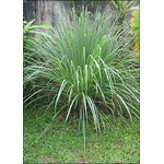  Лимонова трева (Cymbopogon flexuosus)