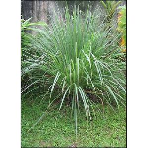  Лимонова трева (Cymbopogon flexuosus)