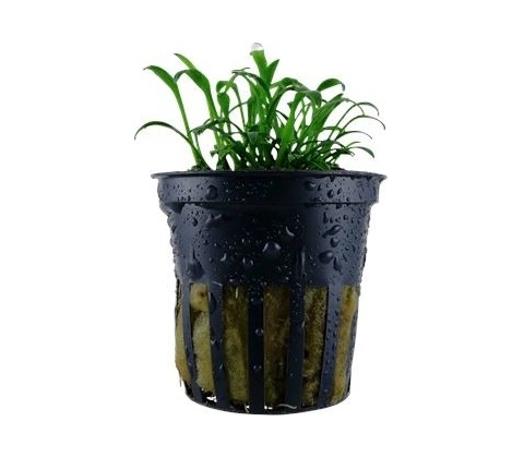 Cryptocoryne parva