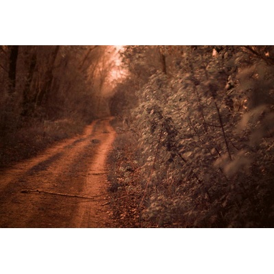 DIMEX ART Флизелинов фототапет път, облицован с дъбове 375 x 250 см