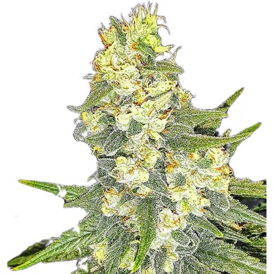 Nuka seeds PARADOX semena neobsahují THC 3 ks – Zboží Dáma