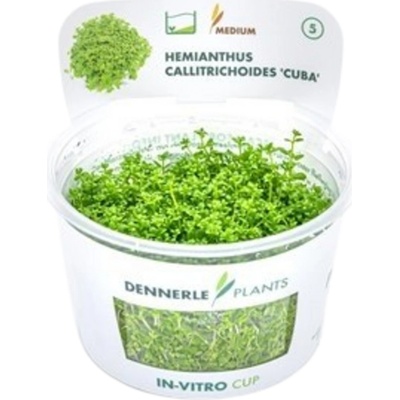 Hemianthus callitrichoides Cuba