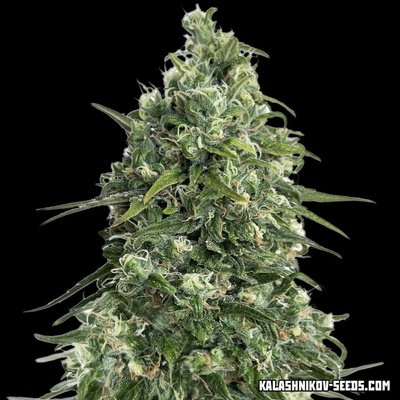Kalashnikov Seeds Partizan Express semienka neobsahujú THC 10 ks